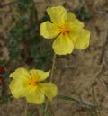 Helianthemum jonium